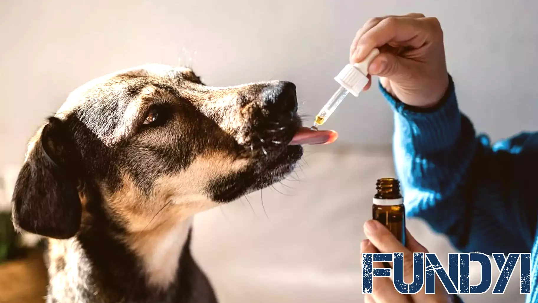 Chewy Stock Falls 40% in 2025 Even as Free Cash Flow Jumps 24%