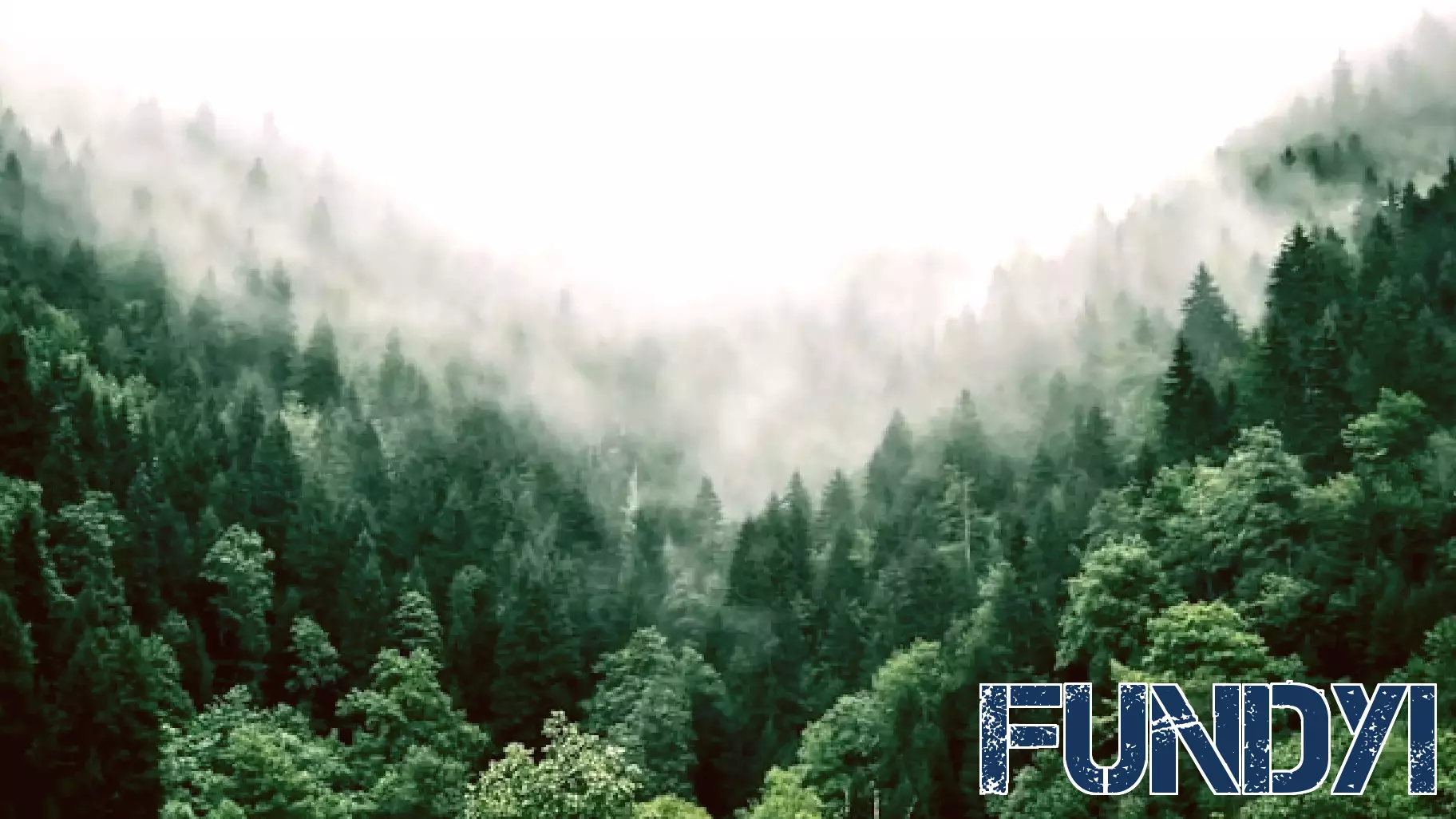 How Is Rayonier Inc (RYN)’s Newly Formed Wood Products Segment Doing?