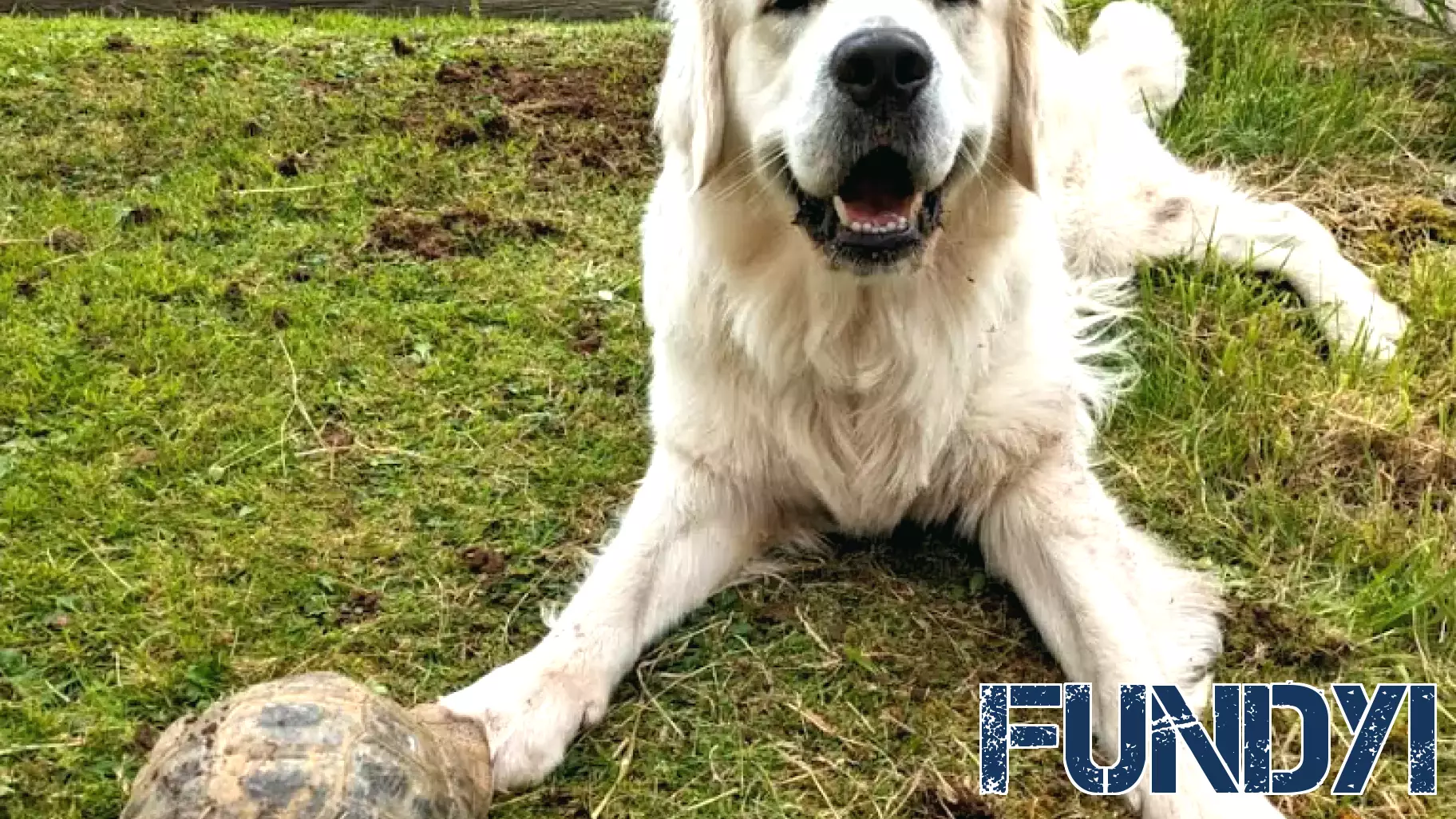 Other Barks & Bites for Friday, June 19: Senate Finance Committee to Consider ITC Nominees; U.S. Bills on Likeness Rights Head to Senate Floor; and Director Squires Declines Discretionary Denial Over U.S. Manufacturing Considerations