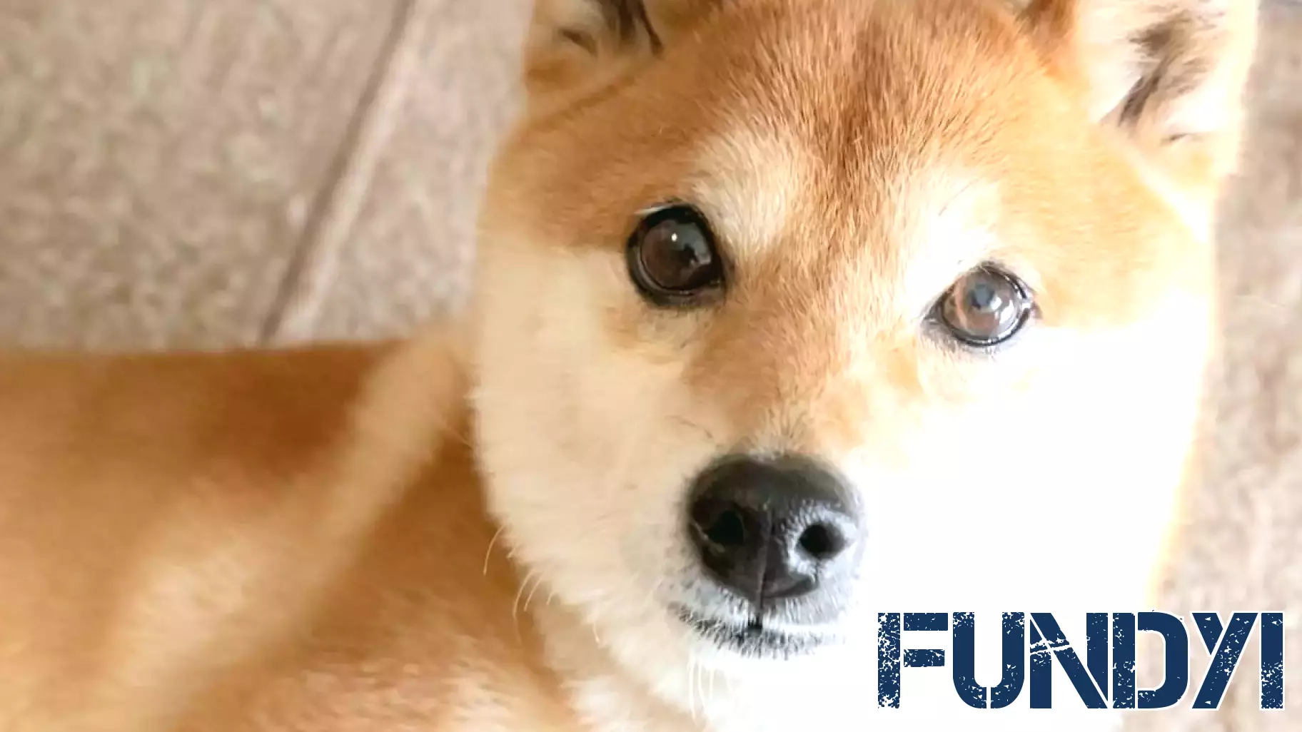 The Elusive Hunt for the Next Meme Coin Phenomenon