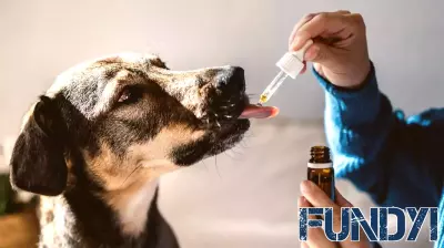 Chewy Stock Falls 40% in 2025 Even as Free Cash Flow Jumps 24%