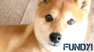 The Elusive Hunt for the Next Meme Coin Phenomenon